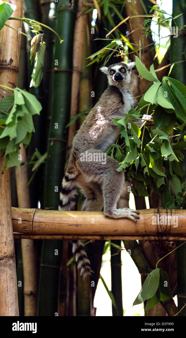 Ring-tailed Lemur (Lemur Catta) Primaten Madagaskars Stockfoto
