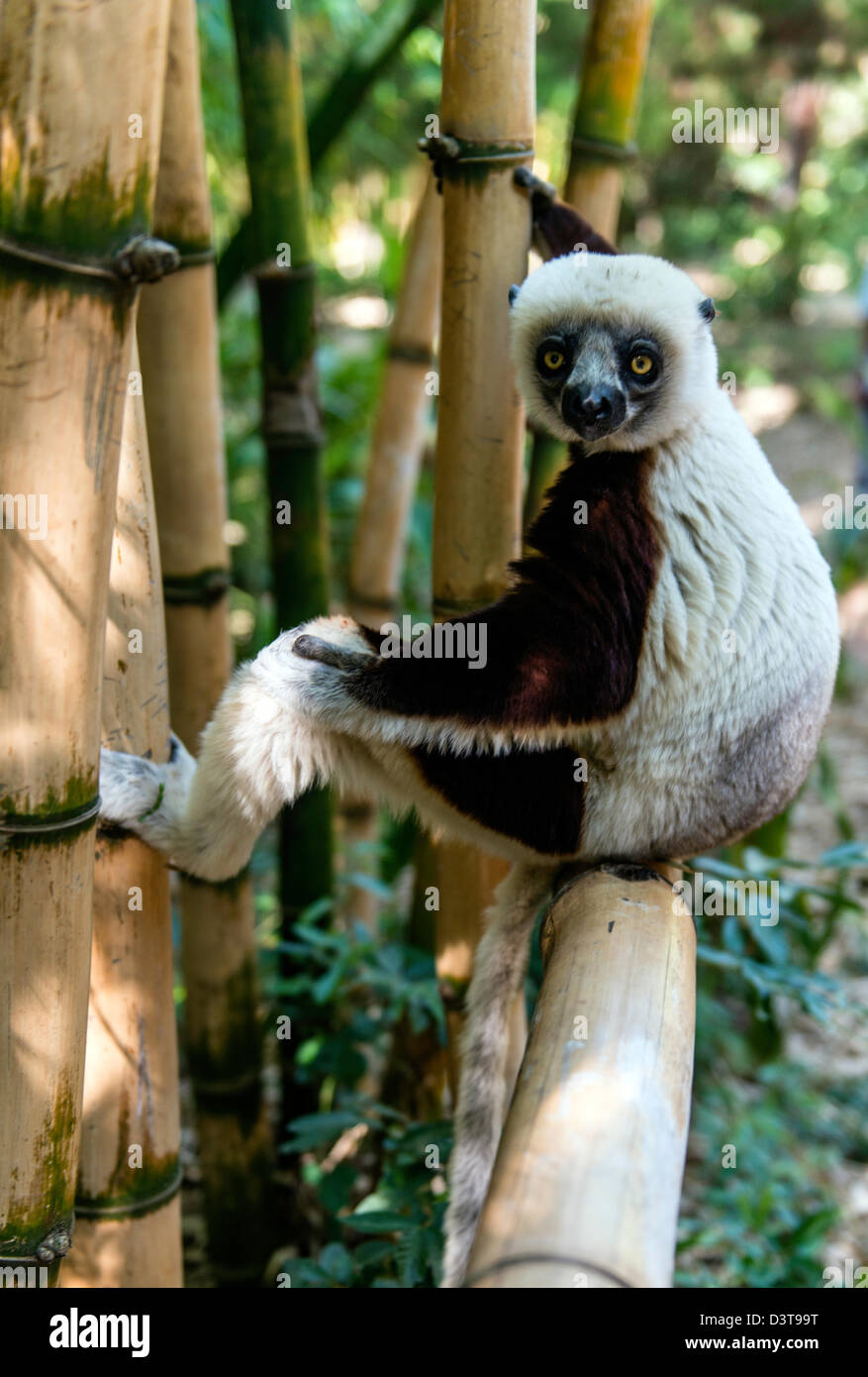 Sifaka Lemur Primaten auf Baum (Propithecus) Madagaskar Stockfoto