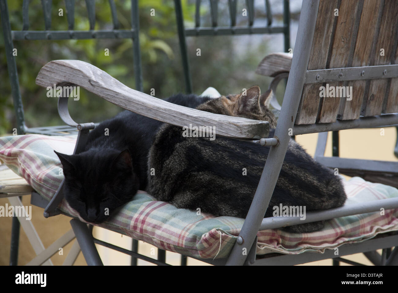 Katze auf einem Stuhl in Toskana-Garten, Italien Stockfoto