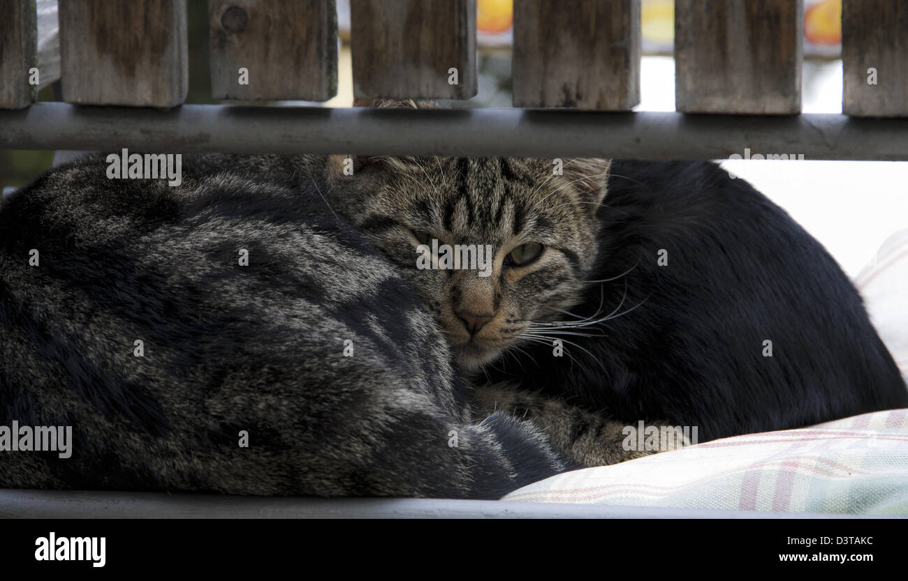 Katze auf einem Stuhl in Toskana-Garten, Italien Stockfoto