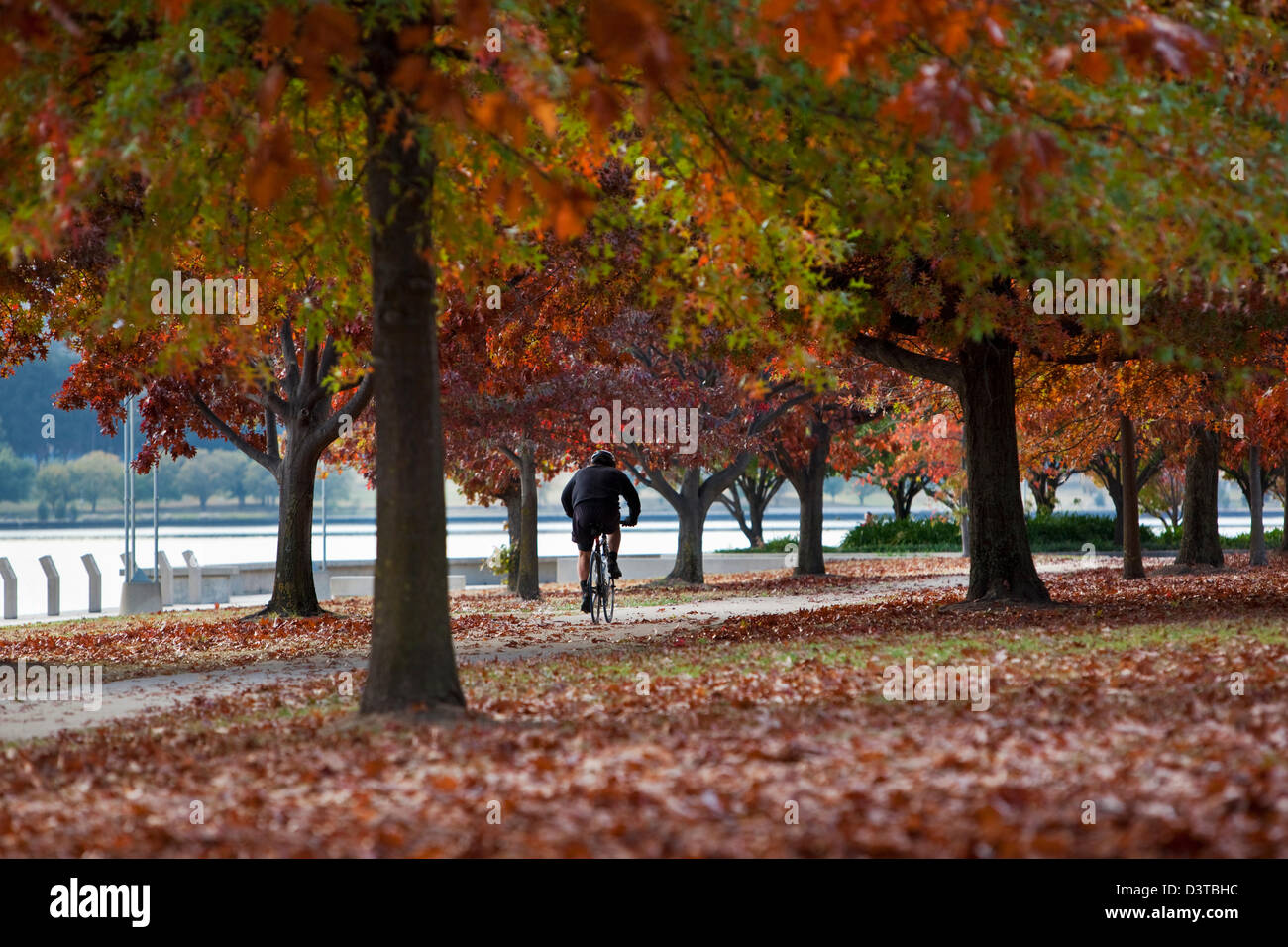 Radsportler durch den Park im Herbst. Parkes, Canberra, Australian Capital Territory (ACT), Australien Stockfoto