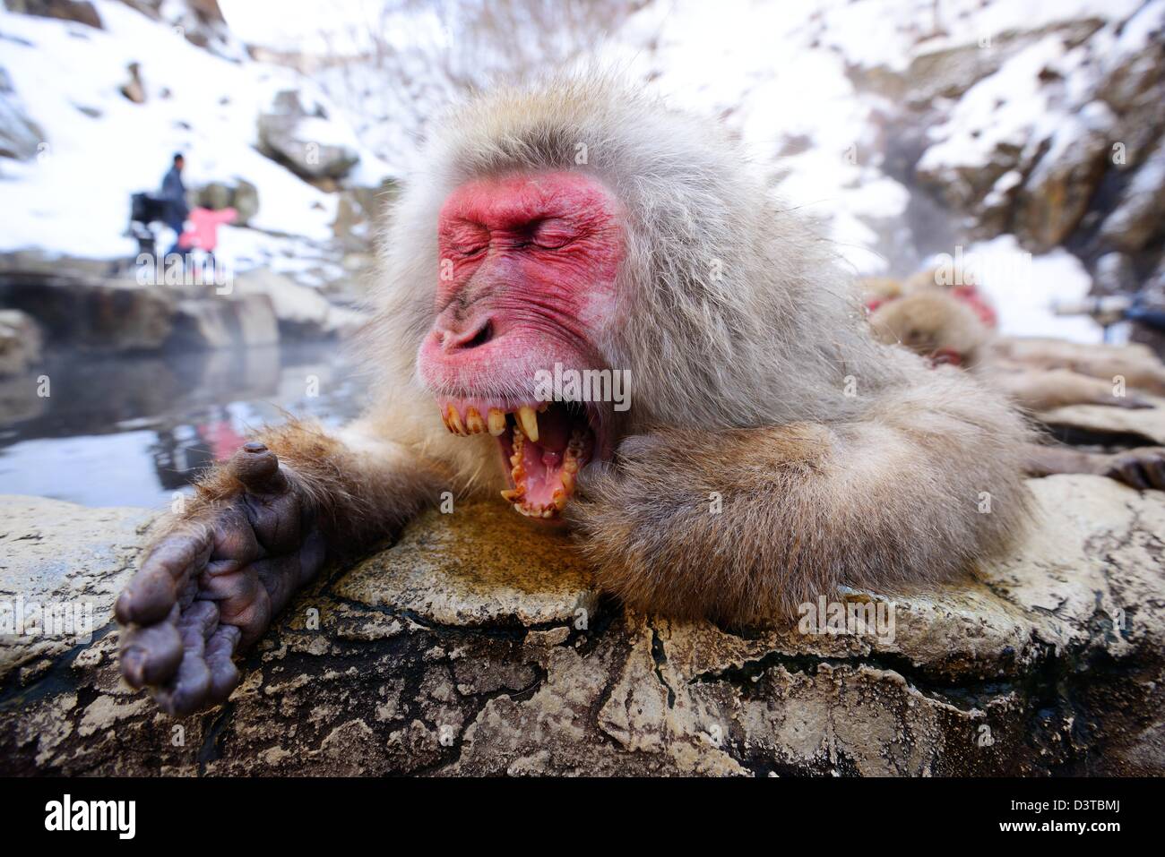 Einen japanischen Makaken entspannt in der heißen Quelle und ein großes Gähnen rauslässt. Stockfoto