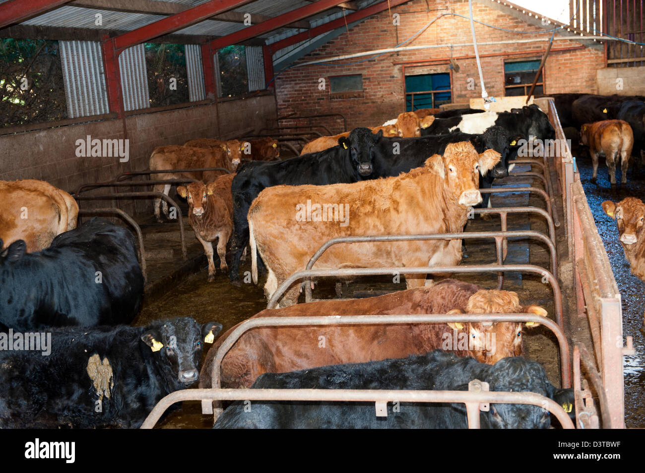 Rindfleisch in einer Kabine untergebracht Viehstall. Cumbria, UK. Stockfoto