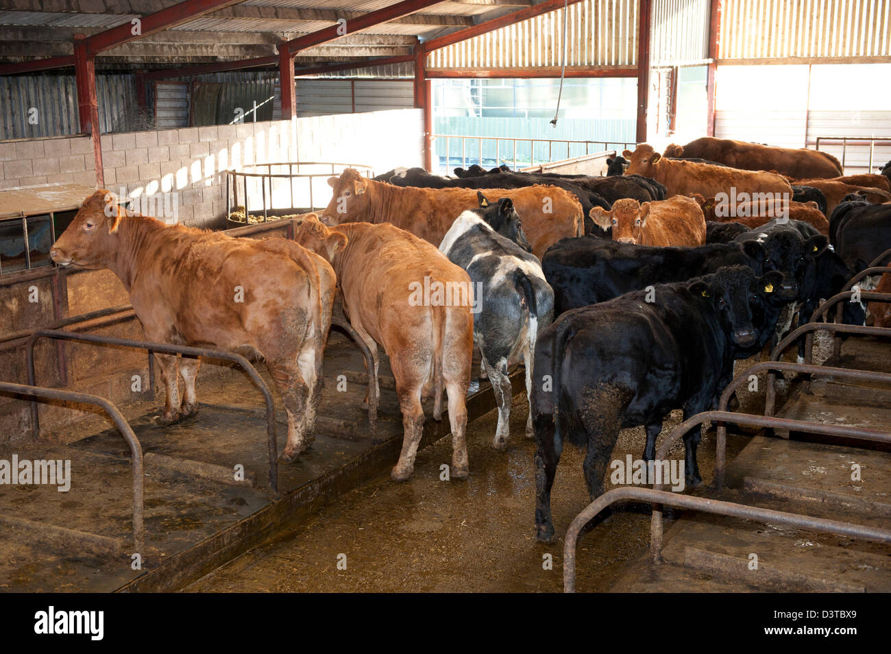 Rindfleisch in einer Kabine untergebracht Viehstall. Cumbria, UK. Stockfoto