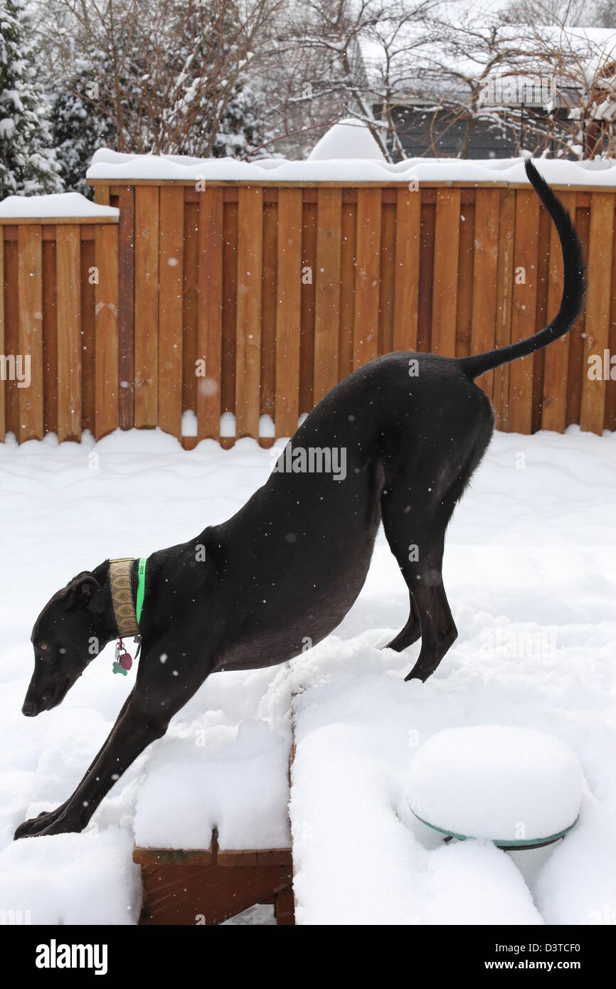 Ein schwarzer Windhund Hund dehnen im Schnee. Stockfoto