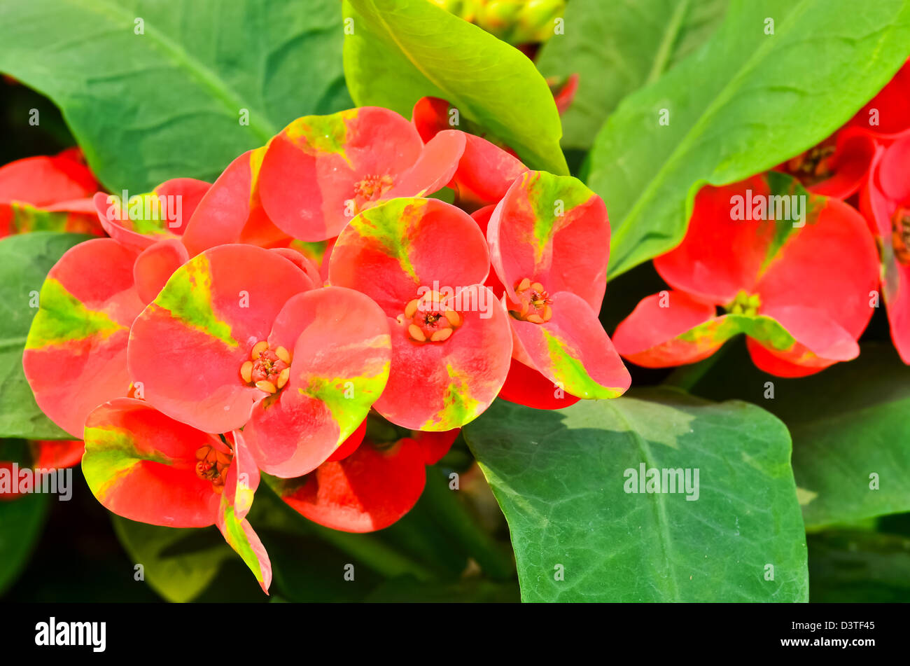 Poi Sian Rot Blumen Stockfoto