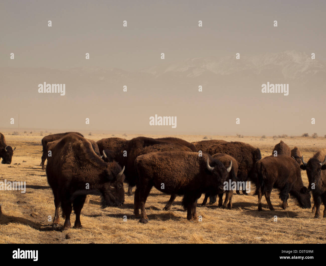 Büffelherde auf Zapata Ranch in Colorado. der hohen Wüste Wiesen, alpine Wälder, Feuchtgebiete, Sanddünen, Bächen und saftigen Wiesen eine der landschaftlich schönsten und ökologisch vielfältige Landschaften für Bison Ranch bieten. Stockfoto