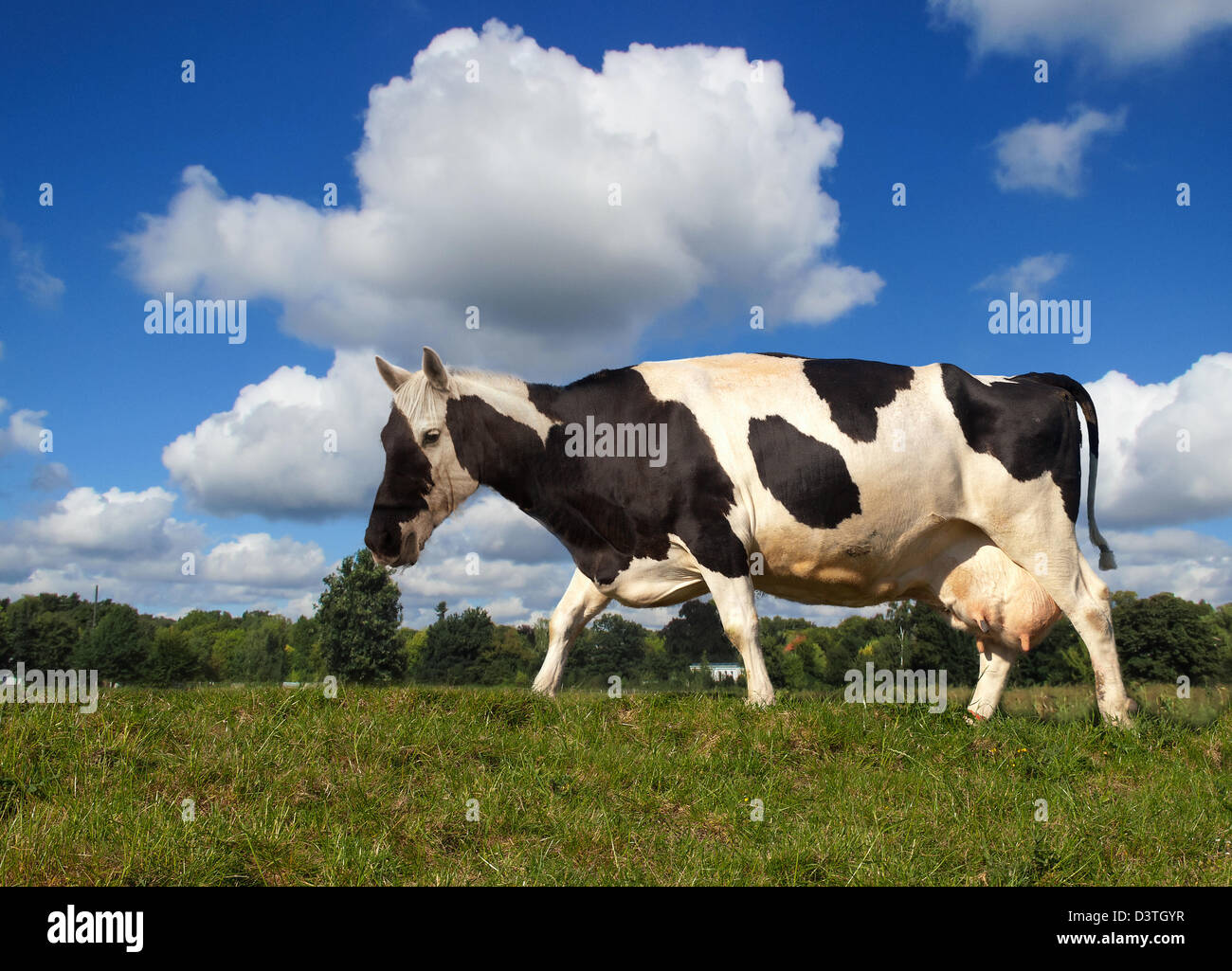 Pferd-Kuh-die neue Zucht auf der grünen Wiese Stockfoto