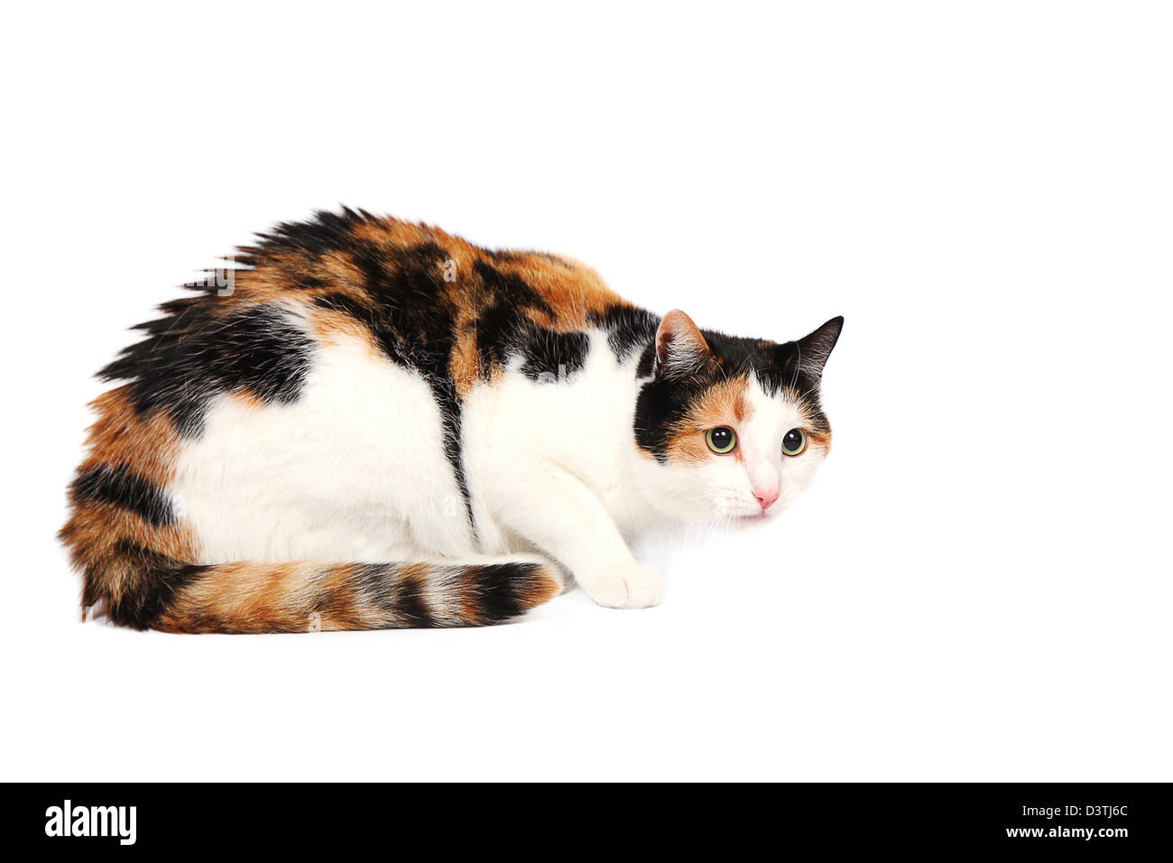 Dreifarbiges Kätzchen liegend, wachsam und vorsichtig, isoliert auf weiss Stockfoto