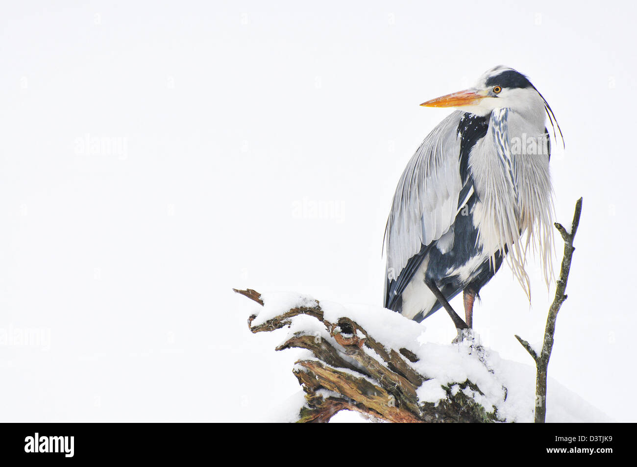 Graureiher im Schnee Stockfoto