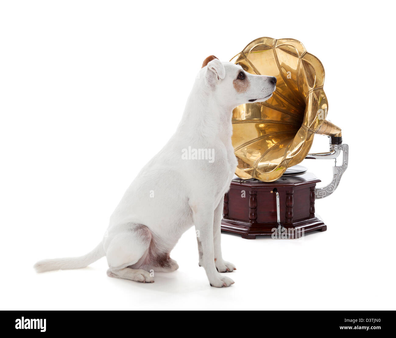 Jack Russell Terrier sitzt neben Grammophon Stockfoto