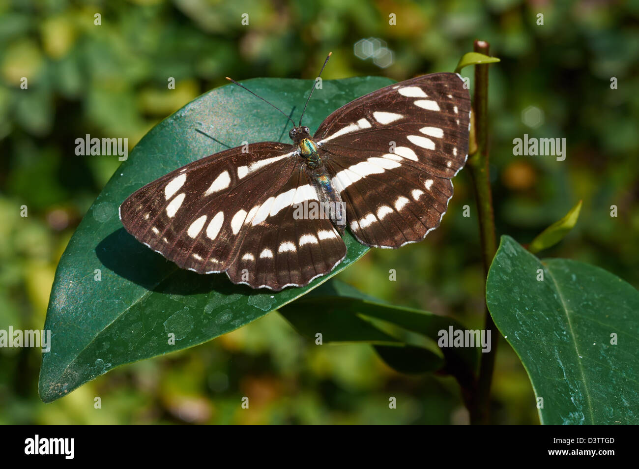 Gemeinsamen Seemann (Neptis Hylas Papaja) sitzt auf einer Pflanze Stockfoto