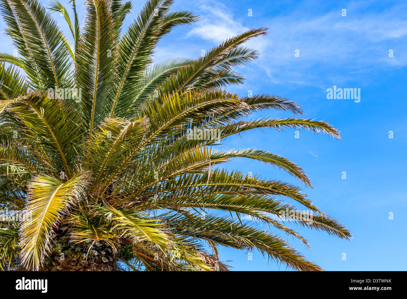 Hintergrund mit Palmen und blauer Himmel Stockfoto