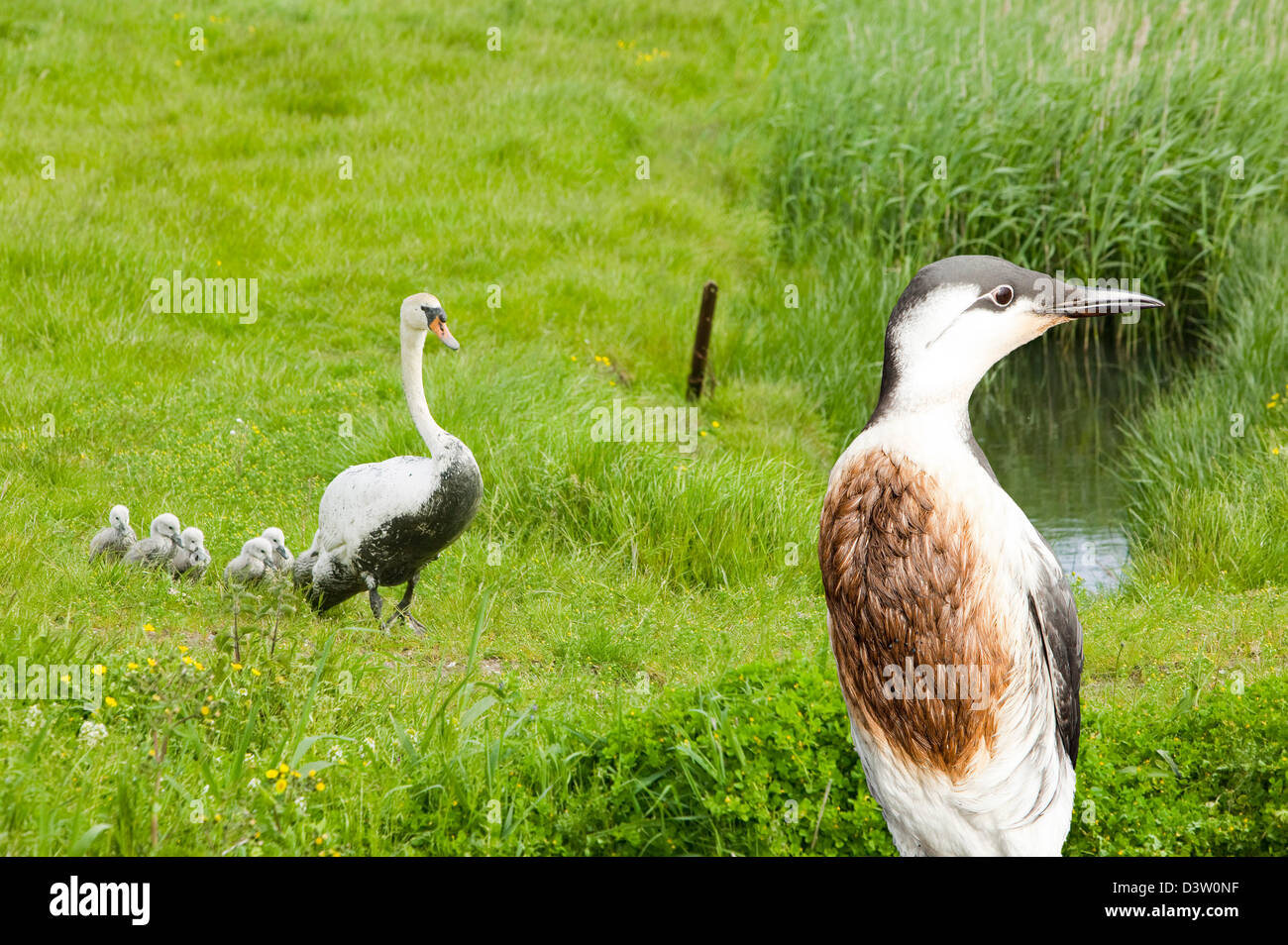 Ein Höckerschwan und Cygnets geölt durch ein Öl zu verschütten in Norfolk UK, mit einem geölten Guillemot. Stockfoto