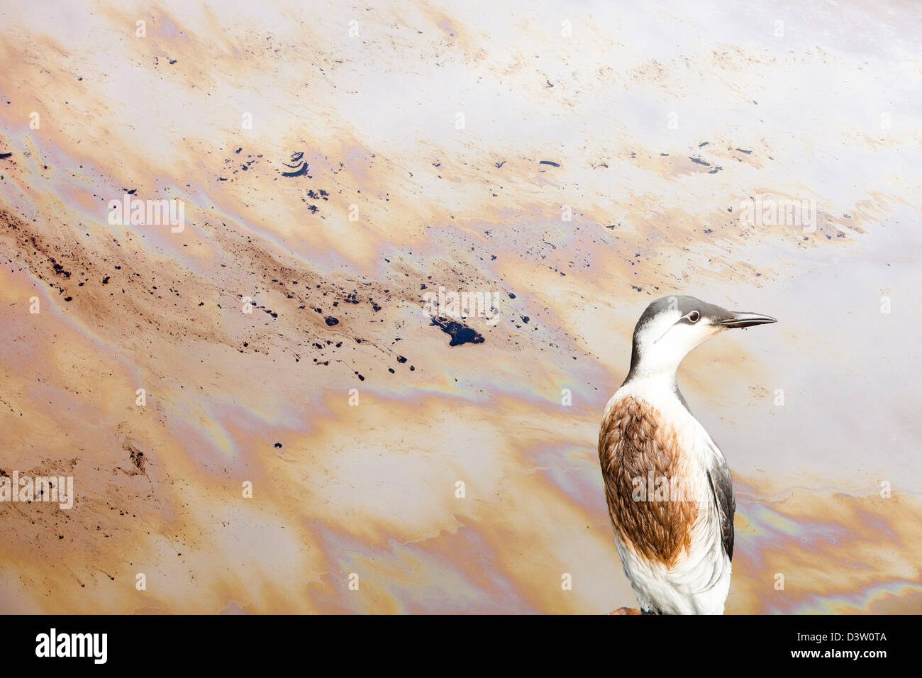 Die Halde Teich an der Syncrude Mine nördlich von Fort McMurray, Alberta, Kanada mit einem geölten Guillemot. Stockfoto