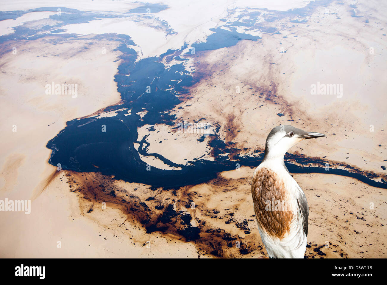 Die Halde Teich an der Syncrude Mine nördlich von Fort McMurray, Alberta, Kanada mit einem geölten Guillemot. Stockfoto
