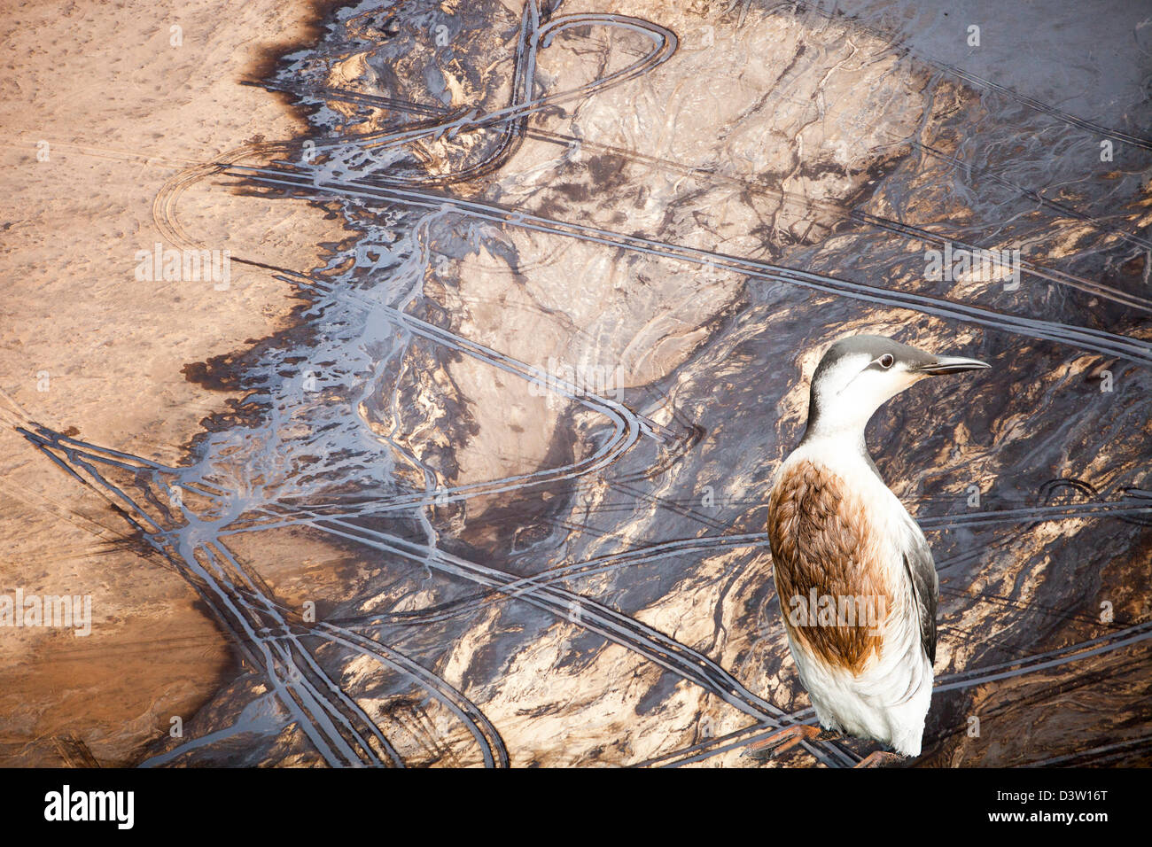 Die Halde Teich an der Syncrude Mine nördlich von Fort McMurray, Alberta, Kanada mit einem geölten Guillemot. Stockfoto