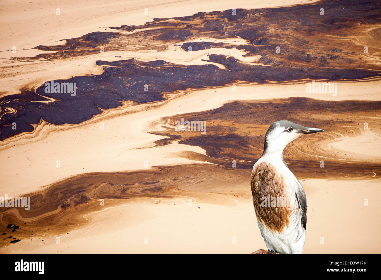 Die Halde Teich an der Syncrude Mine nördlich von Fort McMurray, Alberta, Kanada mit einem geölten Guillemot. Stockfoto