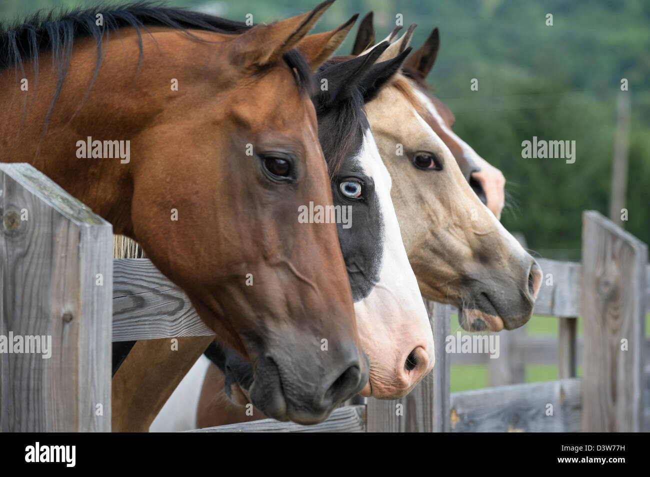 Pferde aufgereiht Blick über Zaun als Gruppe in Richtung Kamera rechts, Seitenansicht, Fokus auf ein Tier mit piercing blaues Auge. Stockfoto