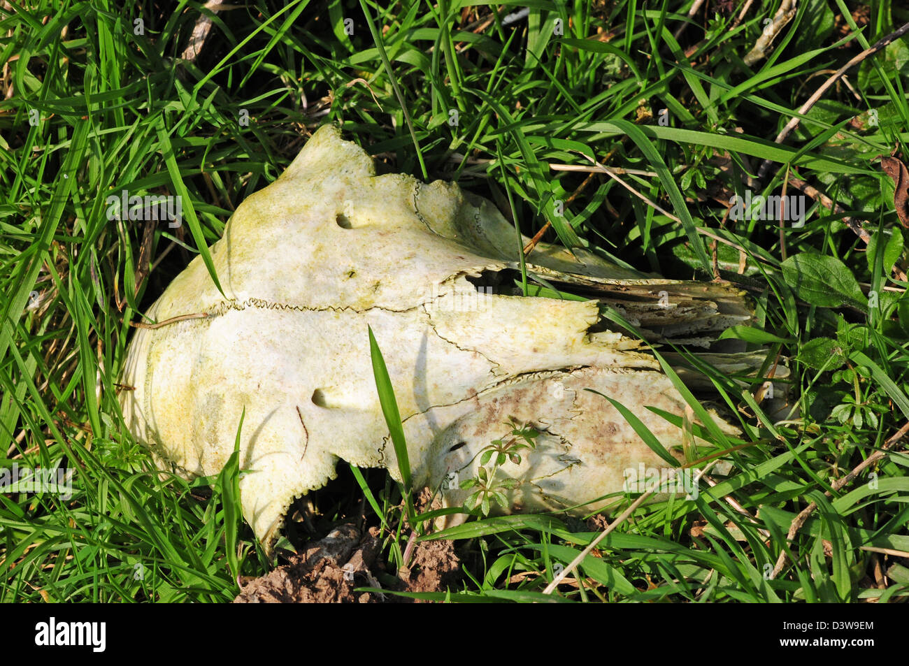 Schafmilch-Schädel, im Grass liegen. Stockfoto
