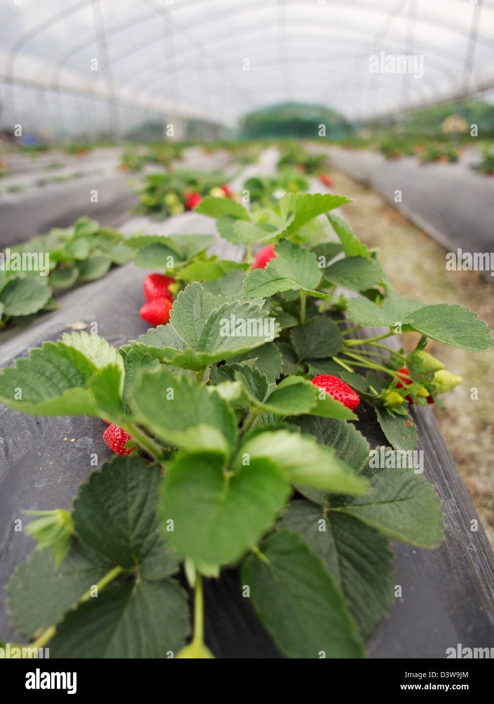 Pick-your-eigenes Obst und Gemüse in hok tau Country Park, New Territories, Hong Kong Stockfoto