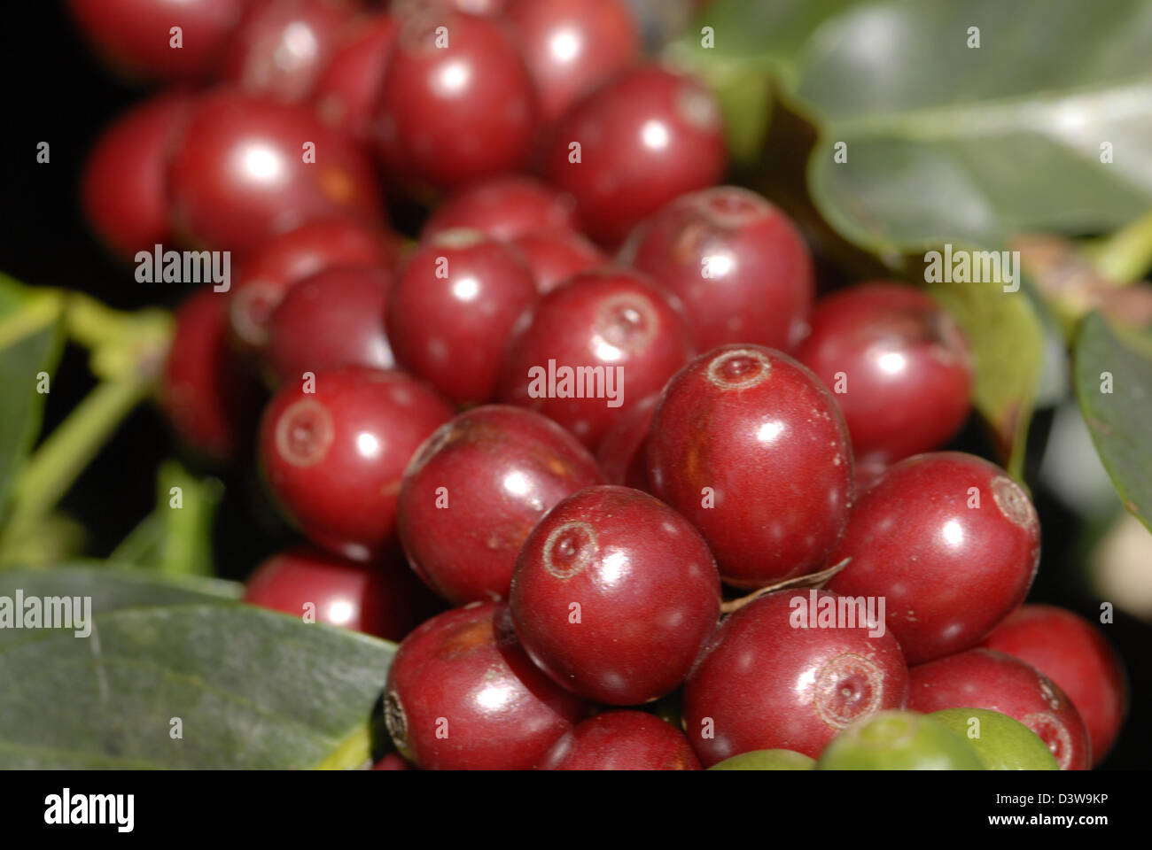Kaffee Beeren sind auf einer Plantage in der Nähe von Mucuge in der Region Chapade Diamantina, Brasilien, 20. August 2006 abgebildet.  Aufgrund der Temperaturen und der Höhenlage ist die Chapada Diamantina einer berühmten Kaffee Region, die hochwertigen Kaffee produziert. Die Ernte erfolgt nur einmal im Jahr und die gesamte Verarbeitung erfolgt von hand Foto: RiKa Stockfoto