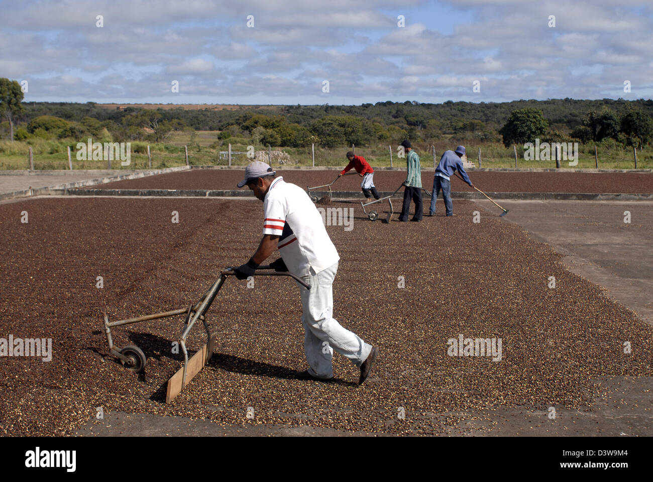 Arbeiter Kaffeebohnen zu verbreiten, damit sie in der Sonne in der Nähe von Mucuge in der Region Chapade Diamantina, Brasilien, 20. August 2006 trocknen können. Aufgrund der Temperaturen und der Höhenlage ist die Chapada Diamantina einer berühmten Kaffee Region, die hochwertigen Kaffee produziert. Die Ernte erfolgt nur einmal im Jahr und die gesamte Verarbeitung erfolgt von hand. Foto: RiKa Stockfoto