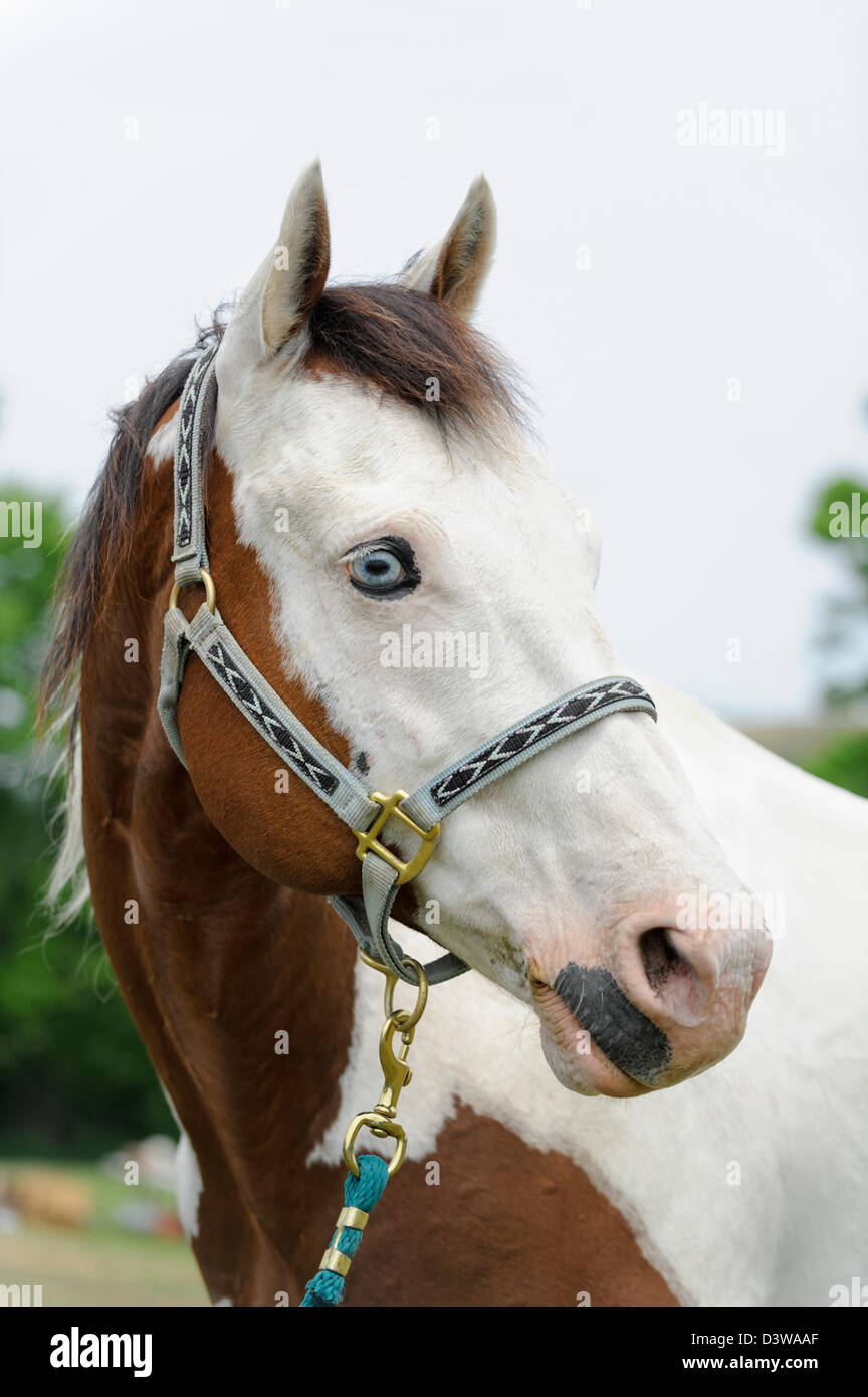 Paint Horse Head shot, Nahaufnahme portraitof einen blauäugigen weißen konfrontiert piebald Tier. Stockfoto