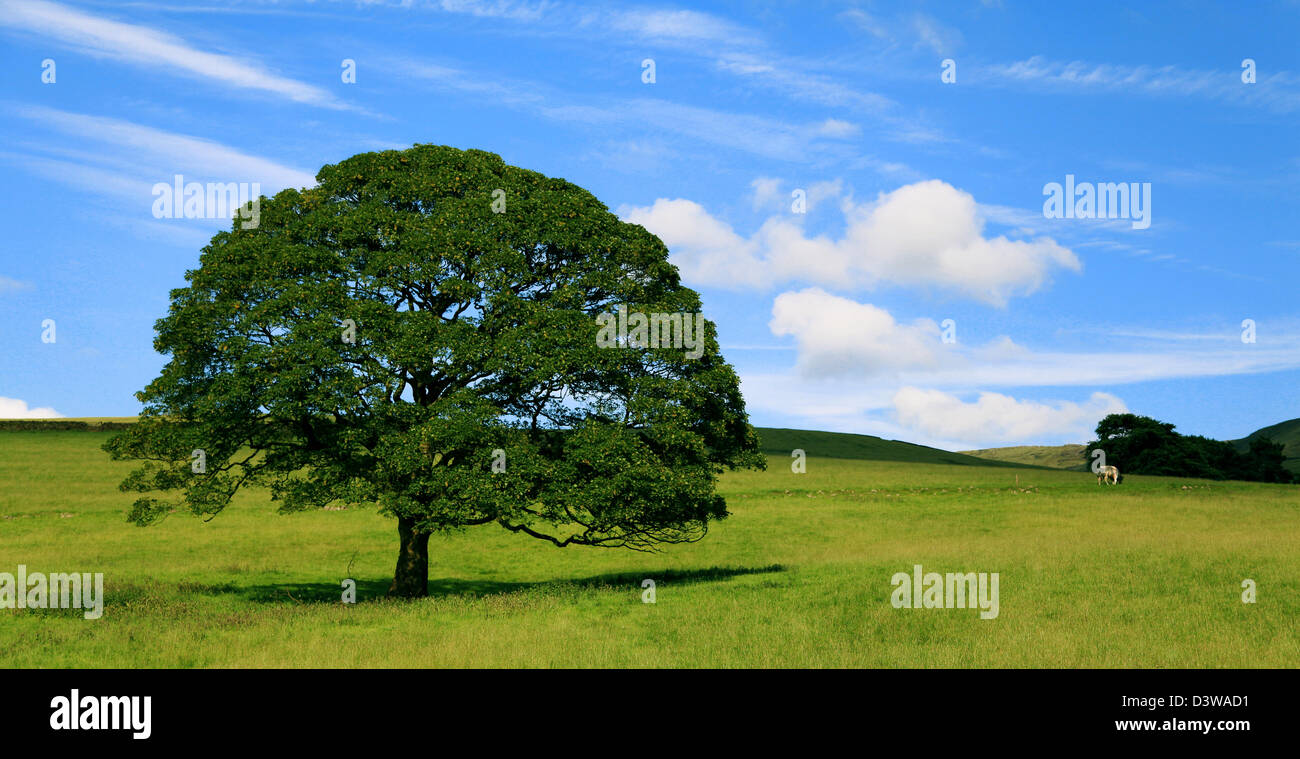 Der Peak District im Sommer Stockfoto