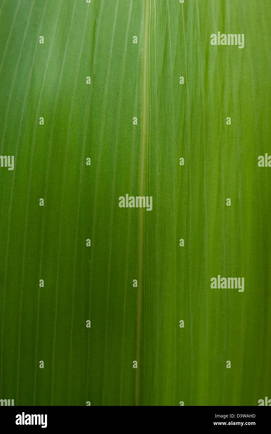 Blatt Stockfoto