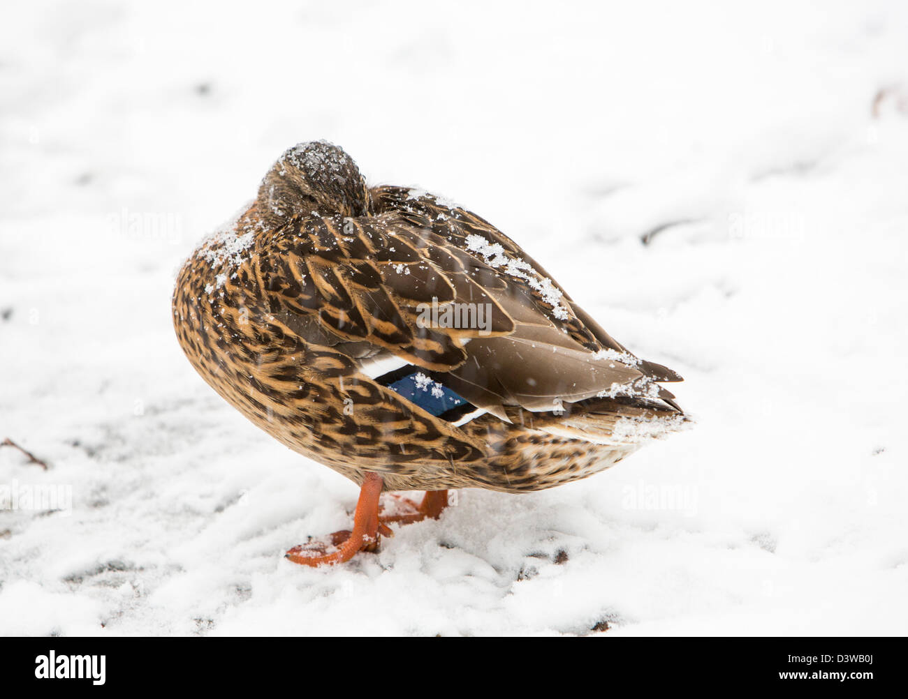 Eine Stockente (Anas Platyrhynchos) mit Schnee auf seinen Rücken, Ambleside, Lake District, UK. Stockfoto