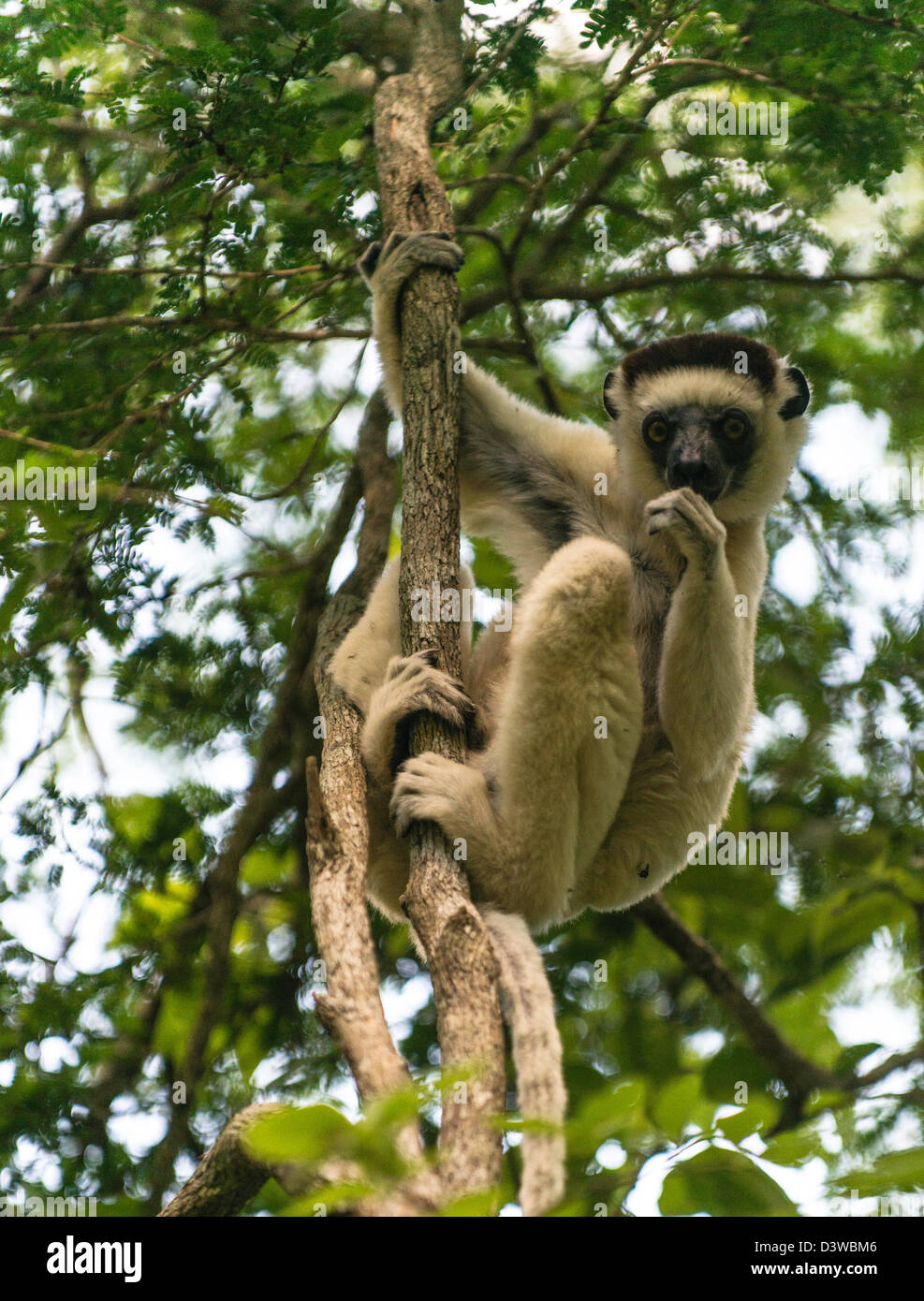 Sifaka Lemur Primas (Propithecus) Madagaskar Stockfoto