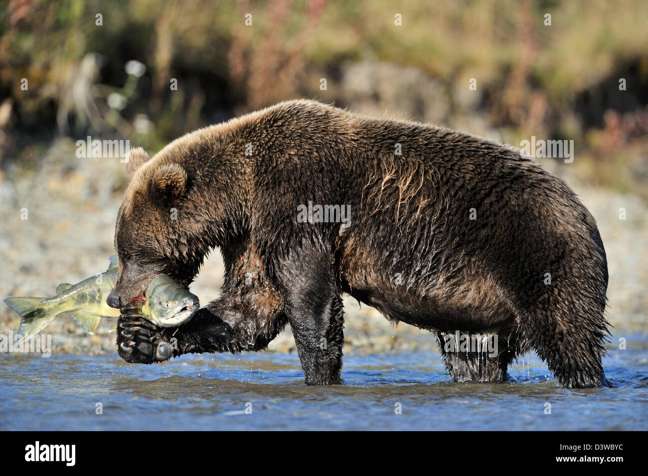 Grizzly Bär (Ursus Arctos Horribilis) fangen einen Lachs, Katmai Nationalpark, Alaska, USA. Stockfoto