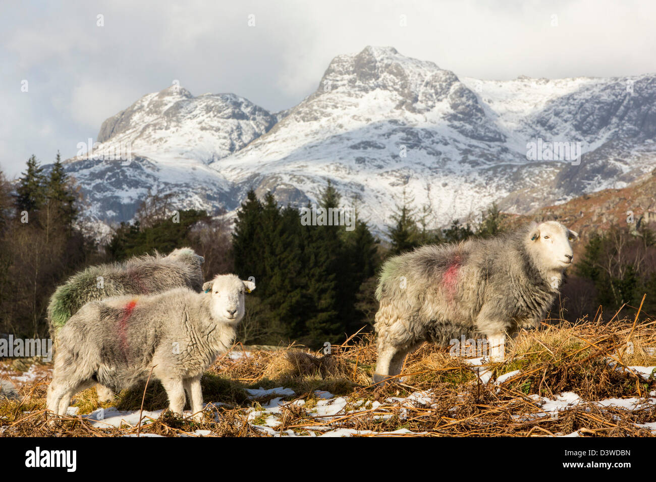 Die Langdale Pikes aus Elterwater gemeinsamen im Langdale Valley, Lake District, UK, mit Herdwick Schafen im Vordergrund. Stockfoto