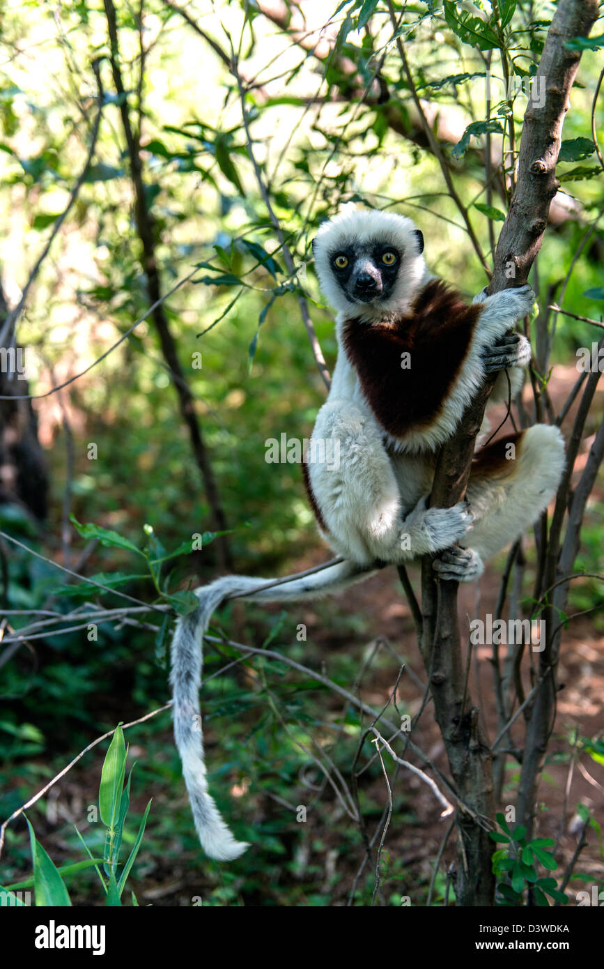 Sifaka Lemur Primaten auf Baum (Propithecus) Madagaskar Stockfoto