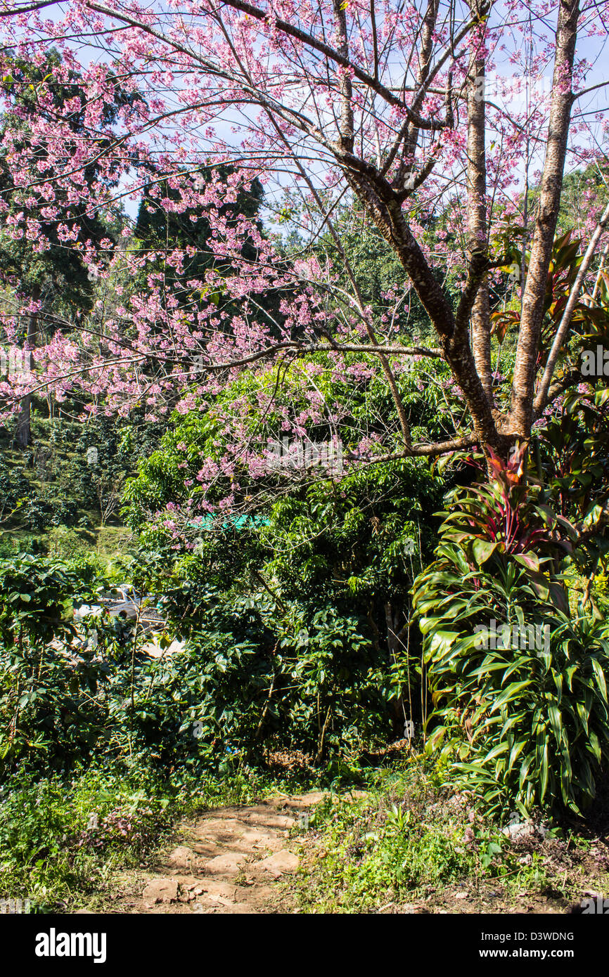 Kirschblüte Hintergrund mit schönen rosa Farbe, khunchangkain Stockfoto