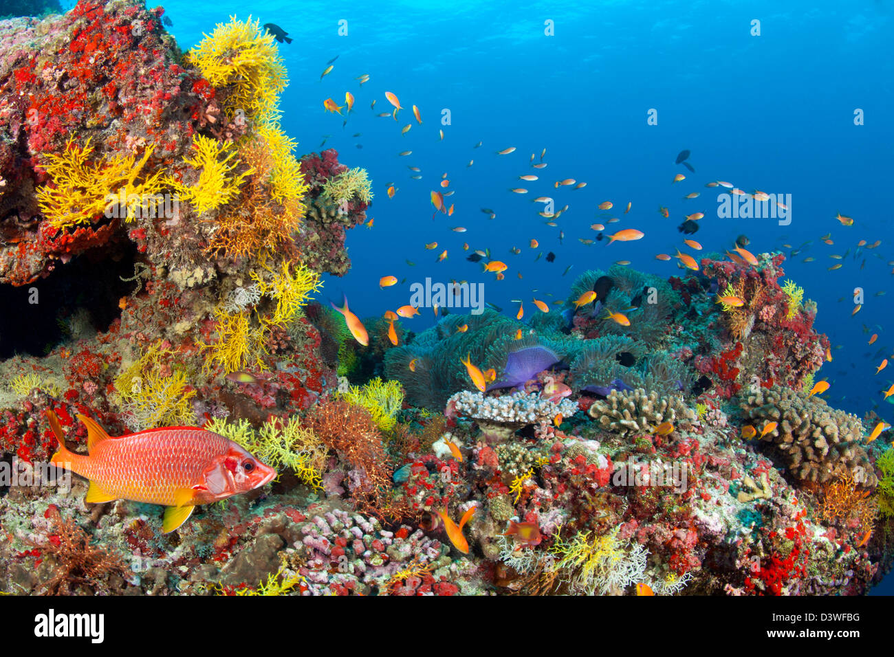 Farbige Korallen Riff, Ari Atoll, Malediven Stockfoto