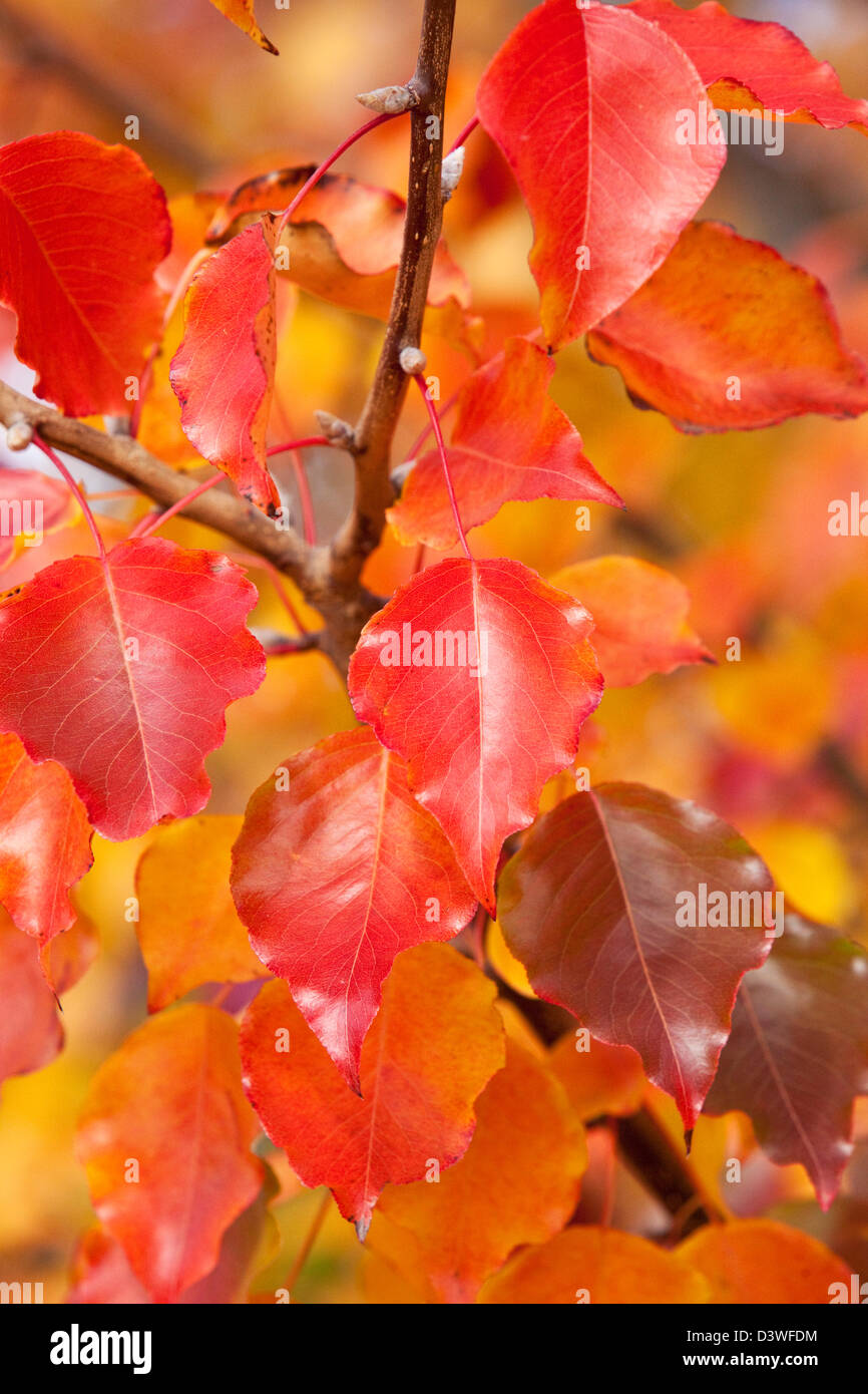 Blätter in Herbstfärbung. Canberra, Australian Capital Territory (ACT), Australien Stockfoto