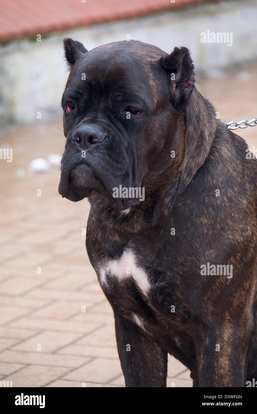 Cane CorsoHund sitzt im Kragen Stockfoto, Bild 54036101 Alamy