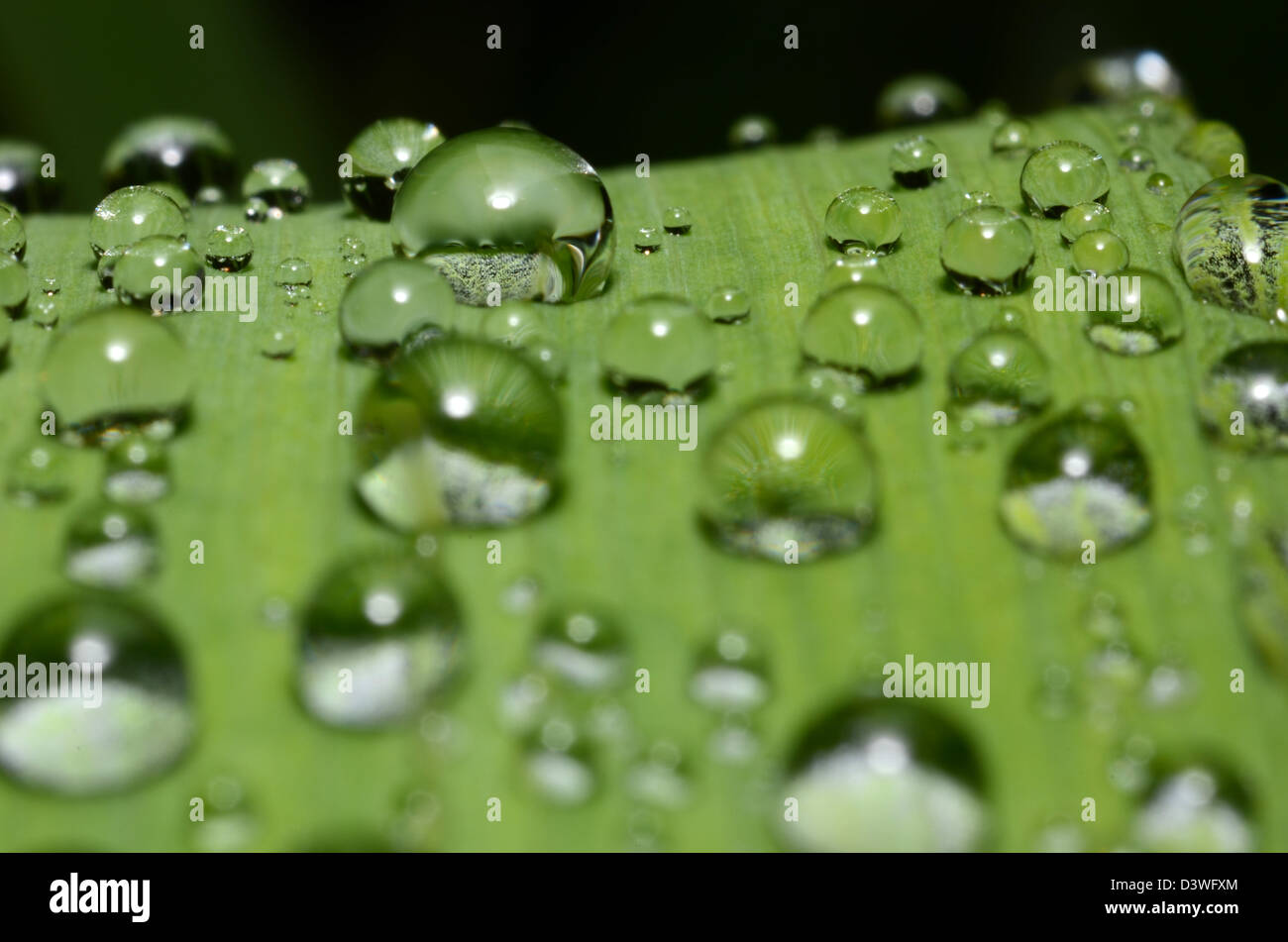 Wassertropfen auf einem Blatt, Kugel, nass, Rasen, grün, dunkel, Licht, Stockfoto