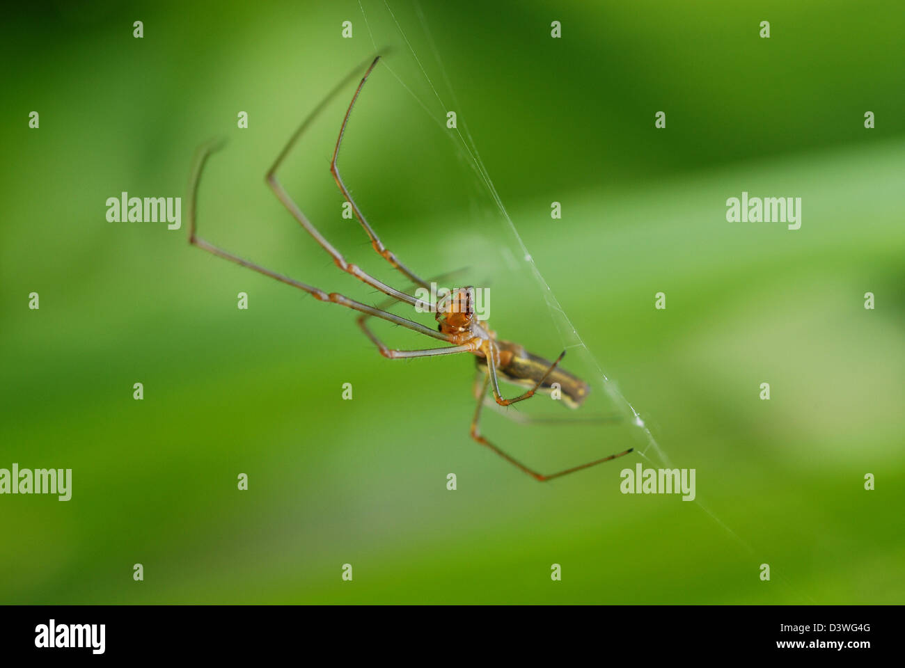 Spinne im Netz, die darauf warten, eine Fliege zu fangen Stockfoto