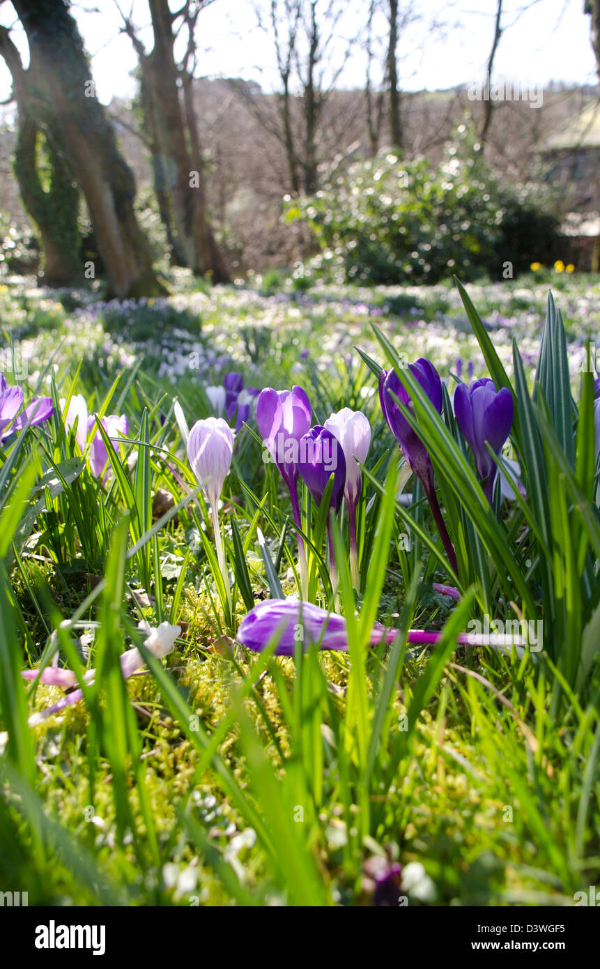 Frühling Crocus, Blumen, Morgen, Sonne, Bäume, Rasen, Stockfoto