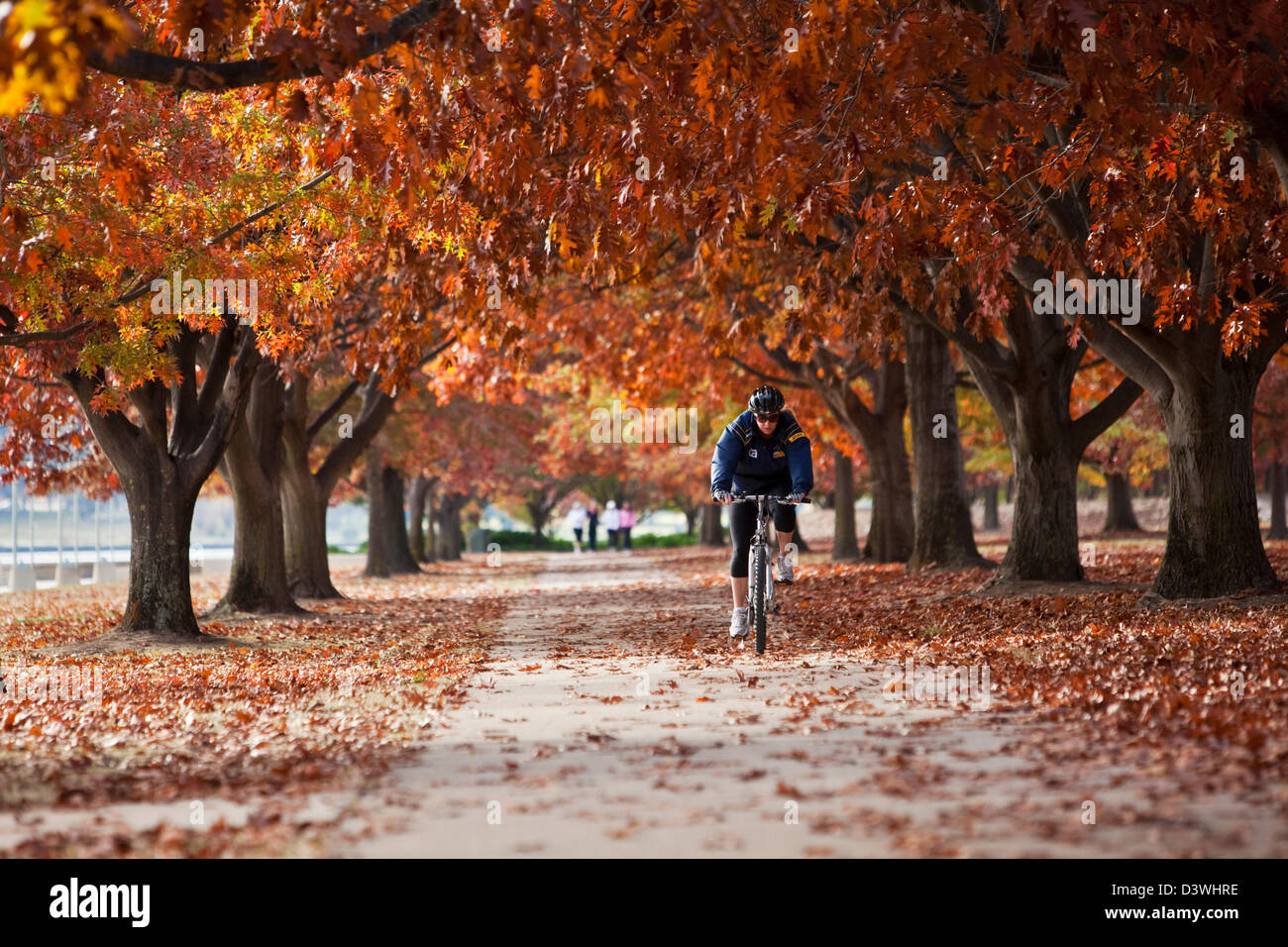 Radsportler durch den Park im Herbst. Parkes, Canberra, Australian Capital Territory (ACT), Australien Stockfoto