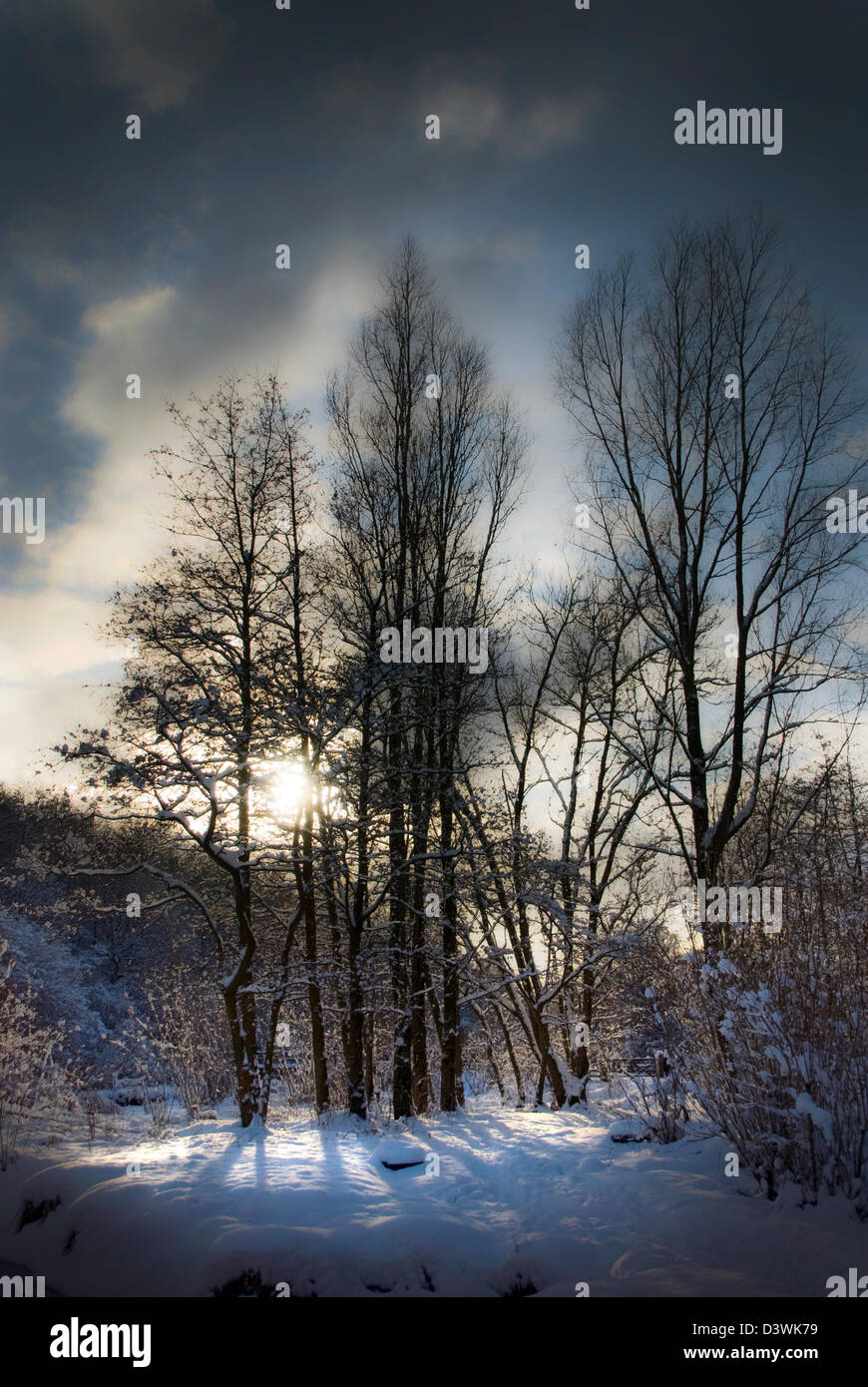 Stellung der Bäume im Winterschnee, Sonne in der Ferne, Stockfoto