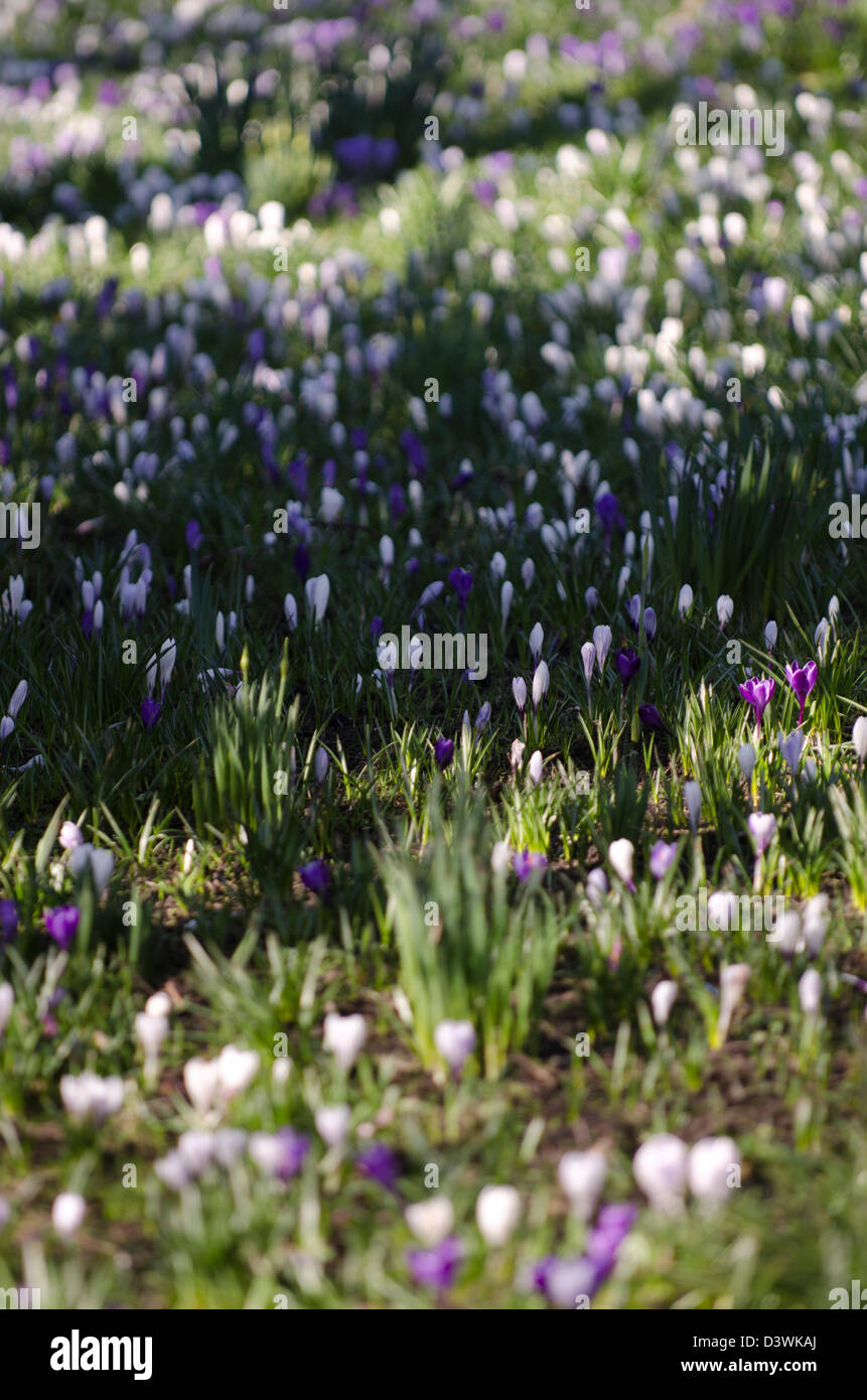 Frühling Crocus, Blumen, Morgen, Sonne, Bäume, Rasen, blau, grün, Gartenarbeit, Pflanzen, Ostern, Muttertag, Stockfoto