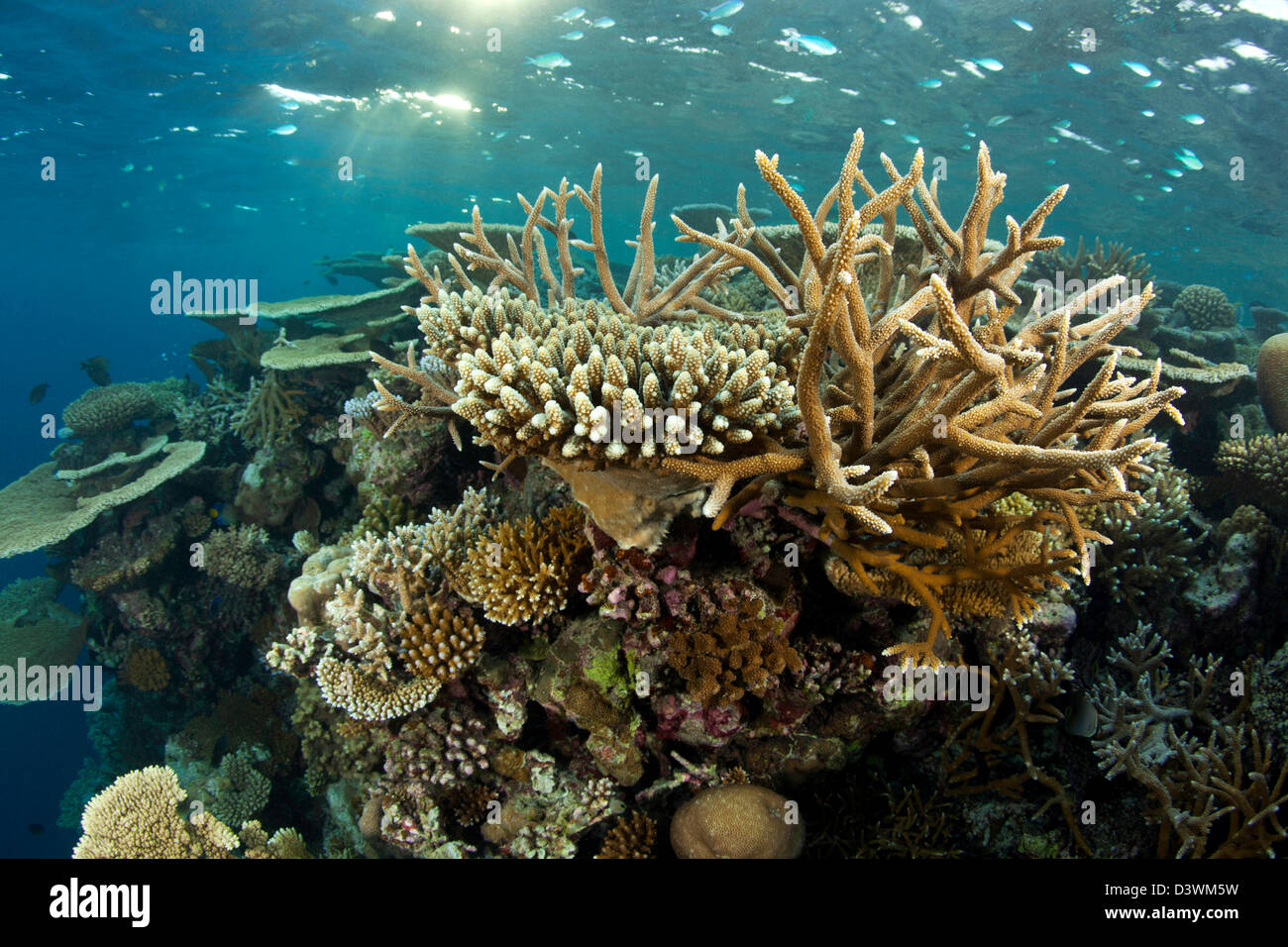 Riff bedeckt mit Hartkorallen, Acropora SP., Ari Atoll, Malediven Stockfoto