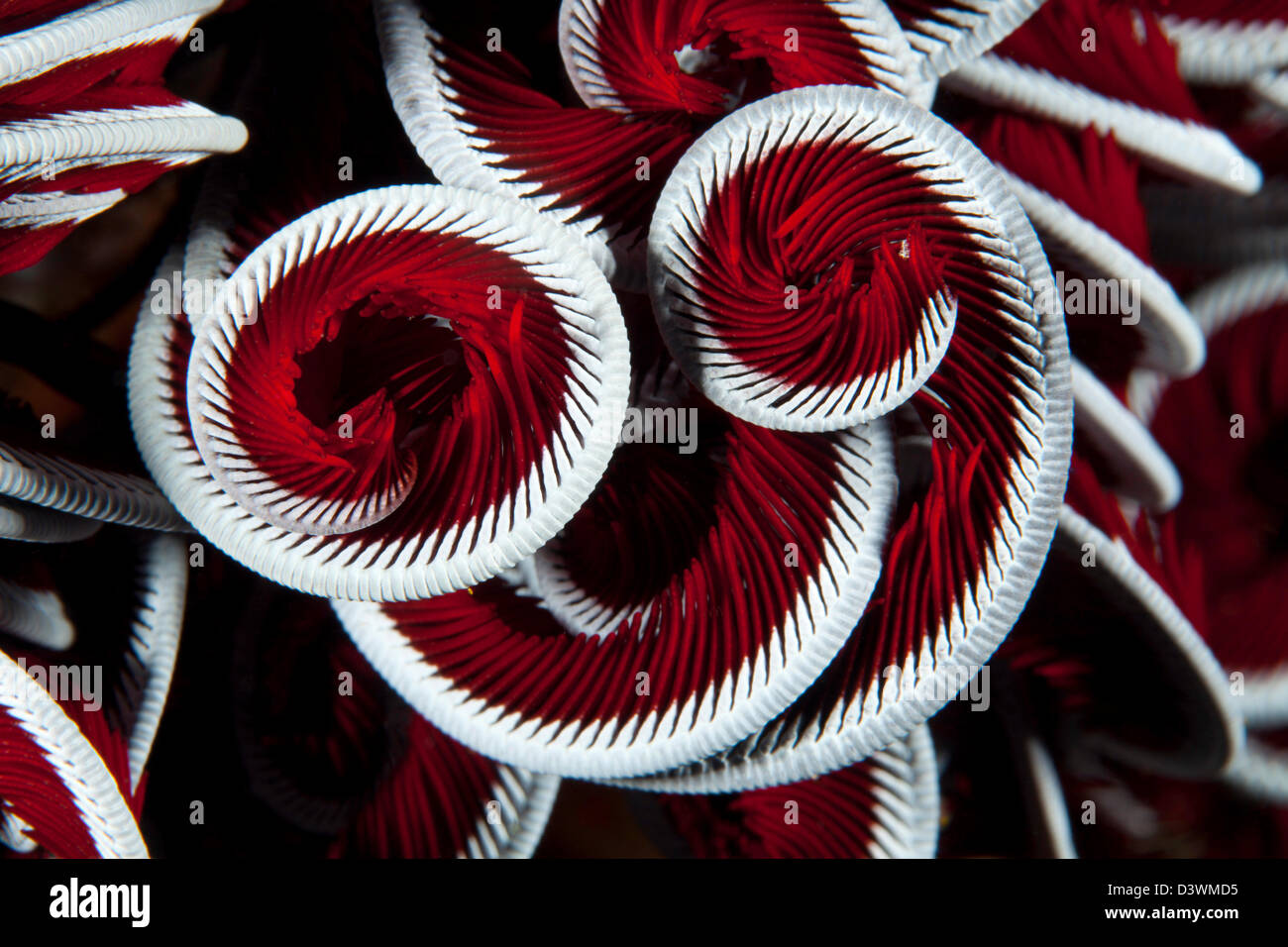 Cose-Up von Feather Star, Comanthina SP., Ari Atoll, Malediven Stockfoto