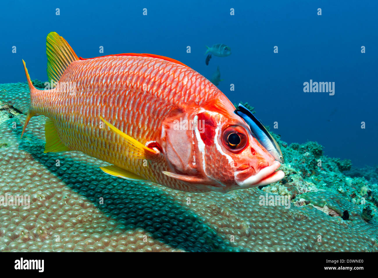 Longjawed Squirrelfish gereinigt durch Cleaner Wrasse, Sargocentrum Spiniferum, Ari Atoll, Malediven Stockfoto