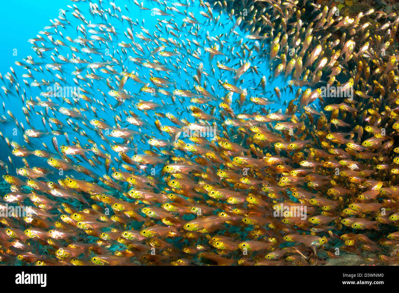 Shoaling Glassfish, beginnt SP., Ari Atoll, Malediven Stockfoto