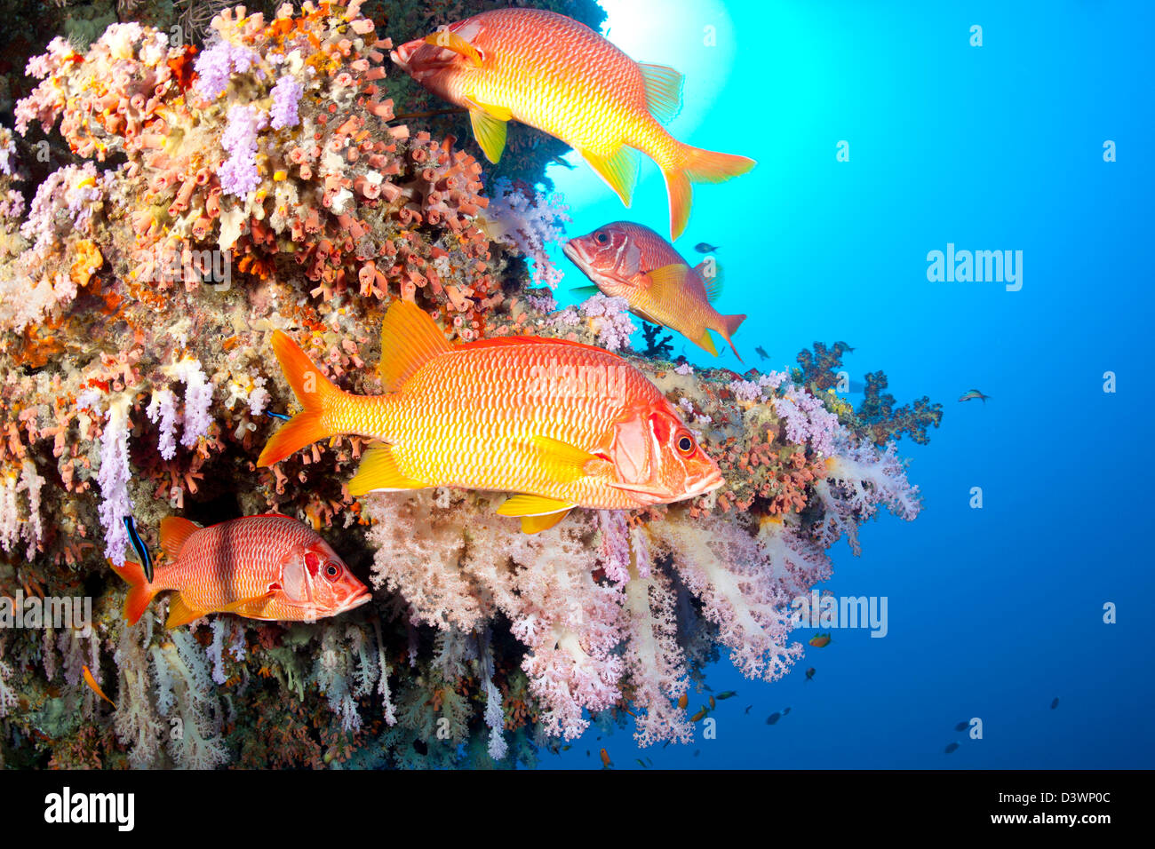 Longjawed Squirrelfish, Sargocentrum Spiniferum, Ari Atoll, Malediven Stockfoto